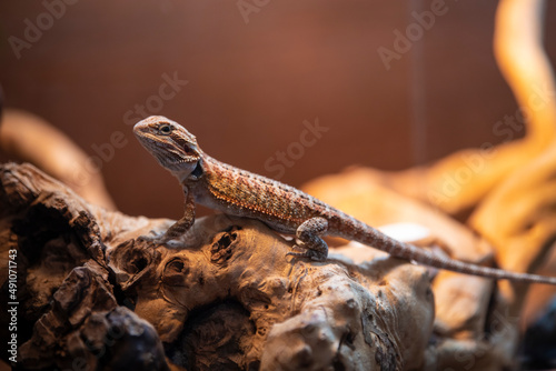 Cute bearded Agama Dragon sand lizard is sitting on log in his terrarium. Exotic domestic animal, pet. The content of the lizard at home. Exotic reptile.