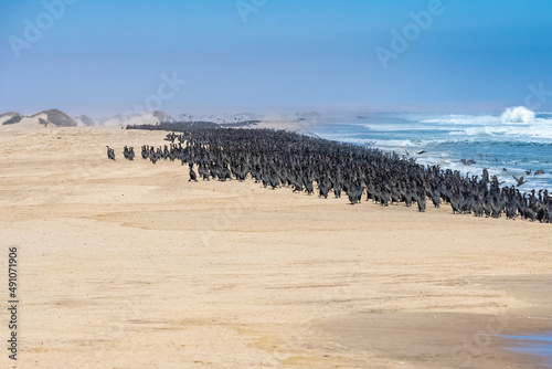 Namibia, thousands of cormorants on the shore, Skeleton coast, with the desert in background 