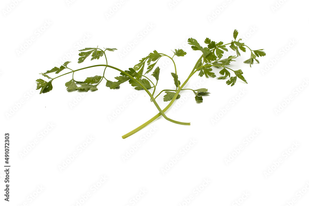 Two bunches of parsley. Isolated on white background.