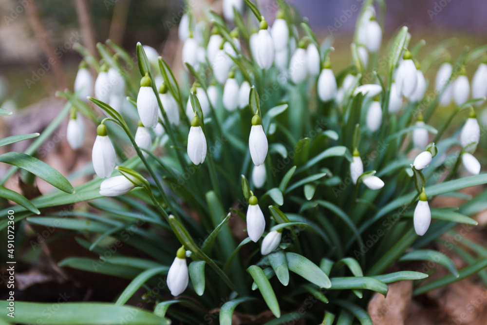 White beautiful snowdrops spring Europe White beautiful snowdrops spring Europe