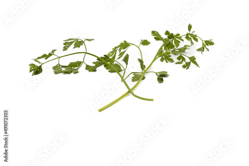 Two bunches of parsley. Isolated on white background.