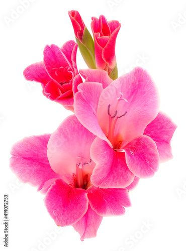 Beautiful pink gladiolus flower. Blank of congratulatory card. © Galyna