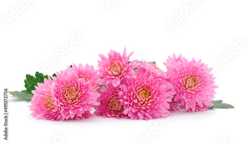  Flowers of chrysanthemum.