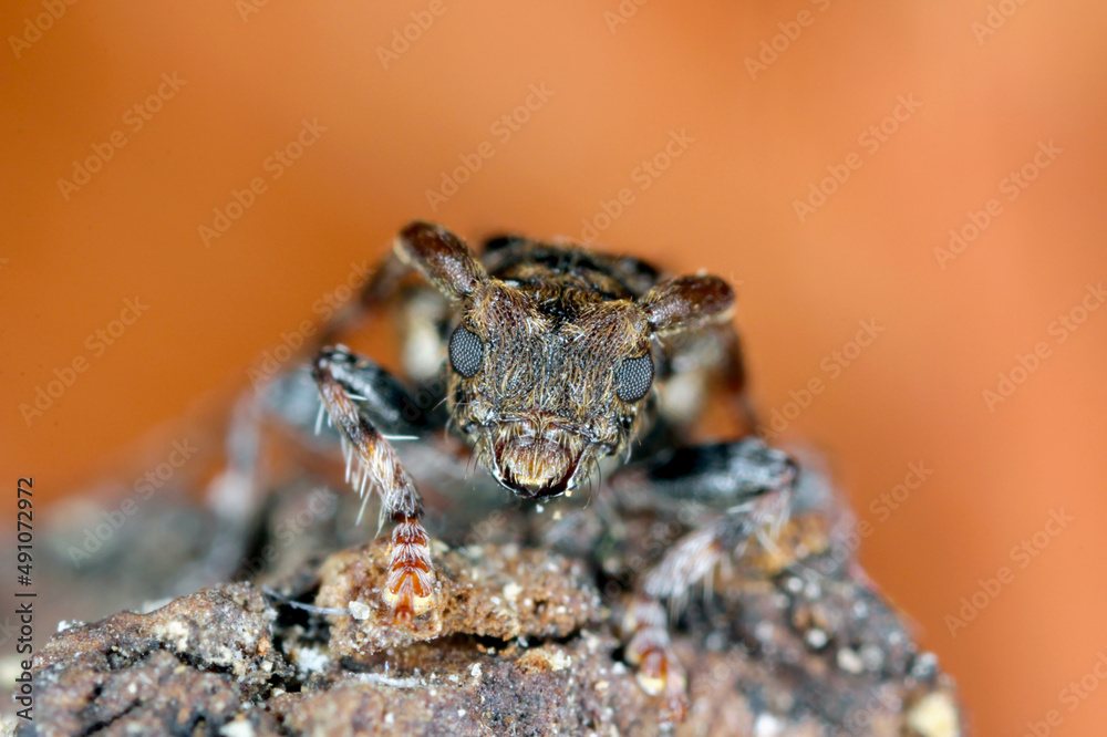 Lesser thorn-tipped longhorn beetle (Pogonocherus hispidus). Small insect in the family Cerambycidae. camouflaged as a bird dropping.