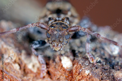 Lesser thorn-tipped longhorn beetle (Pogonocherus hispidus). Small insect in the family Cerambycidae. camouflaged as a bird dropping.