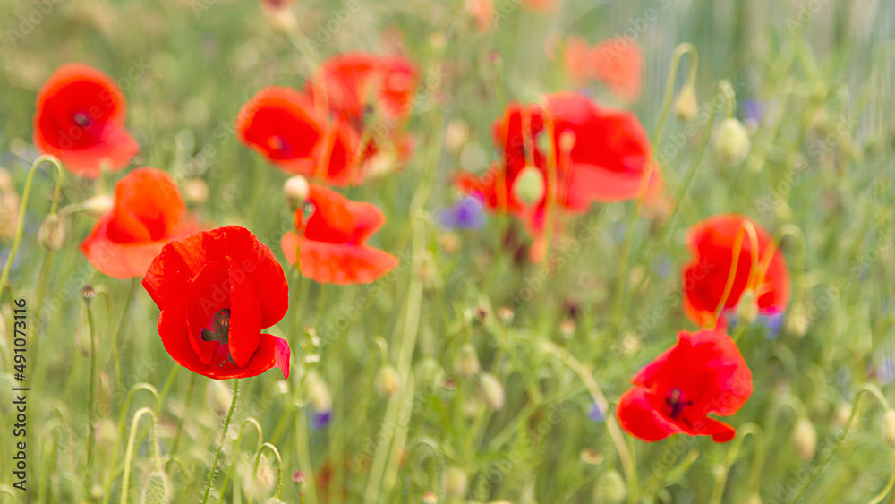 Mohnblumen im Getreidefeld Mohnblumen im Getreidefeld