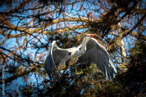 portrait of a flying heron