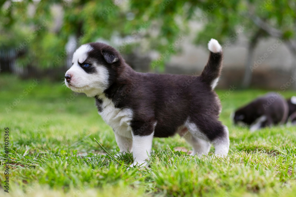 Cute husky puppy is playing on grass. Playful puppy outdoors
