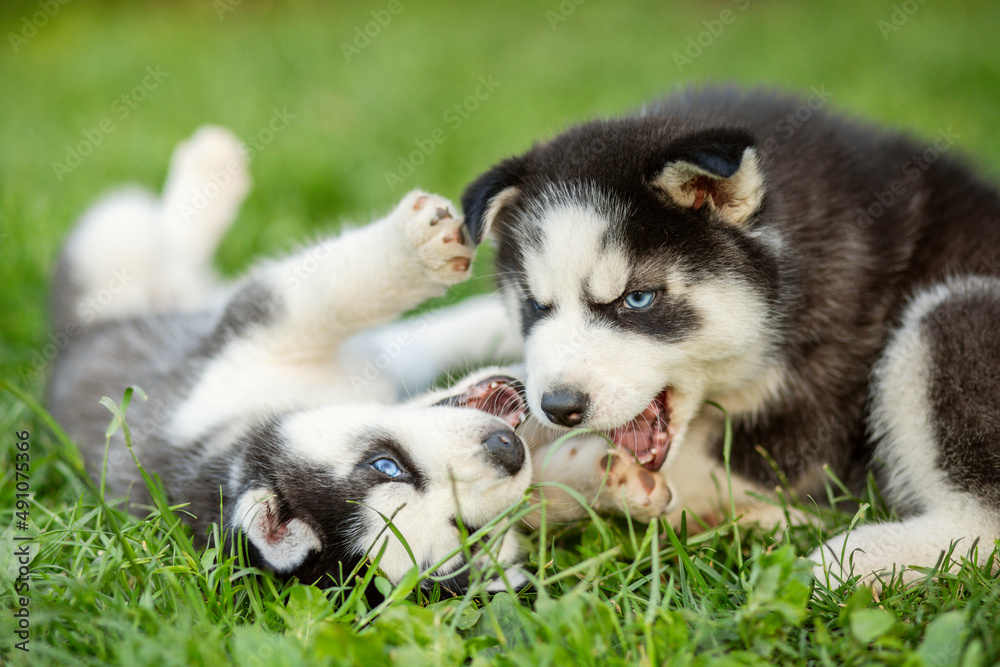 Cute husky puppies are playing together in grass. Playful puppies outdoors