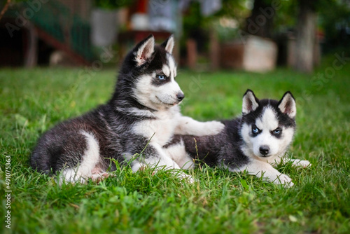 Cute husky puppies are playing together in grass. Playful puppies outdoors
