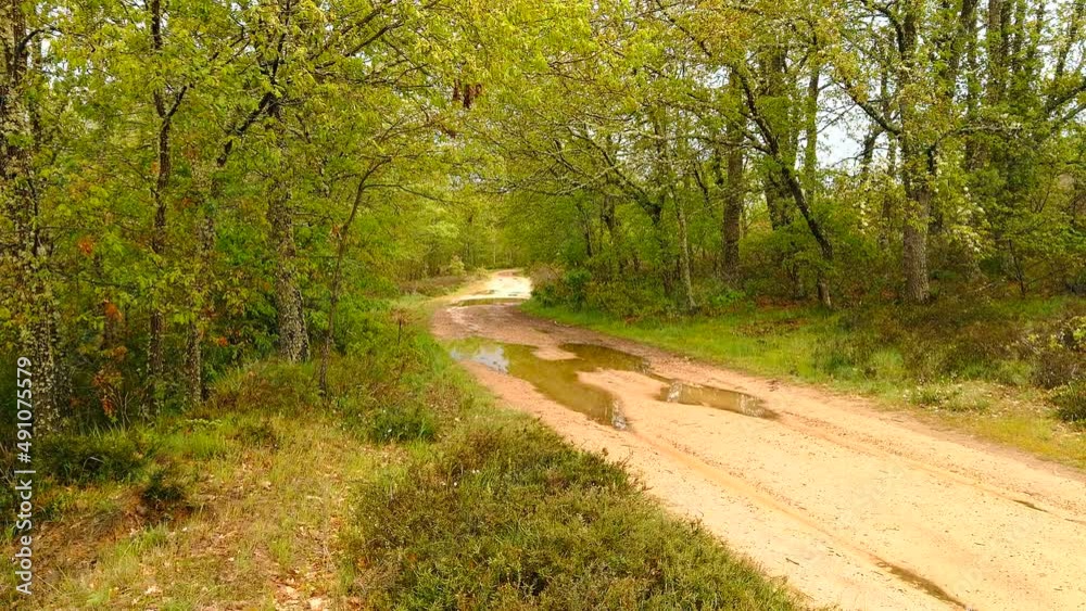 10062018-VID_20180608_162313Dirt road with puddles that crosses an oak forest, in spring 10062018-VID_20180608_162313Dirt road with puddles that crosses an oak forest, in spring