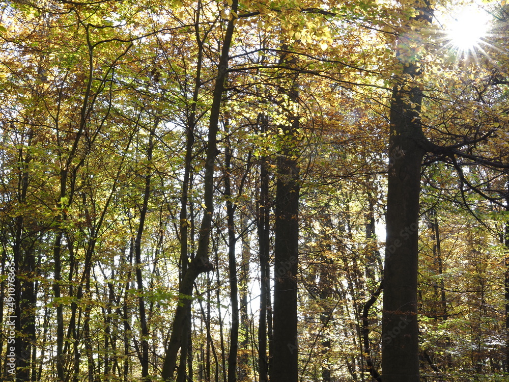 Obraz premium Herbstlich