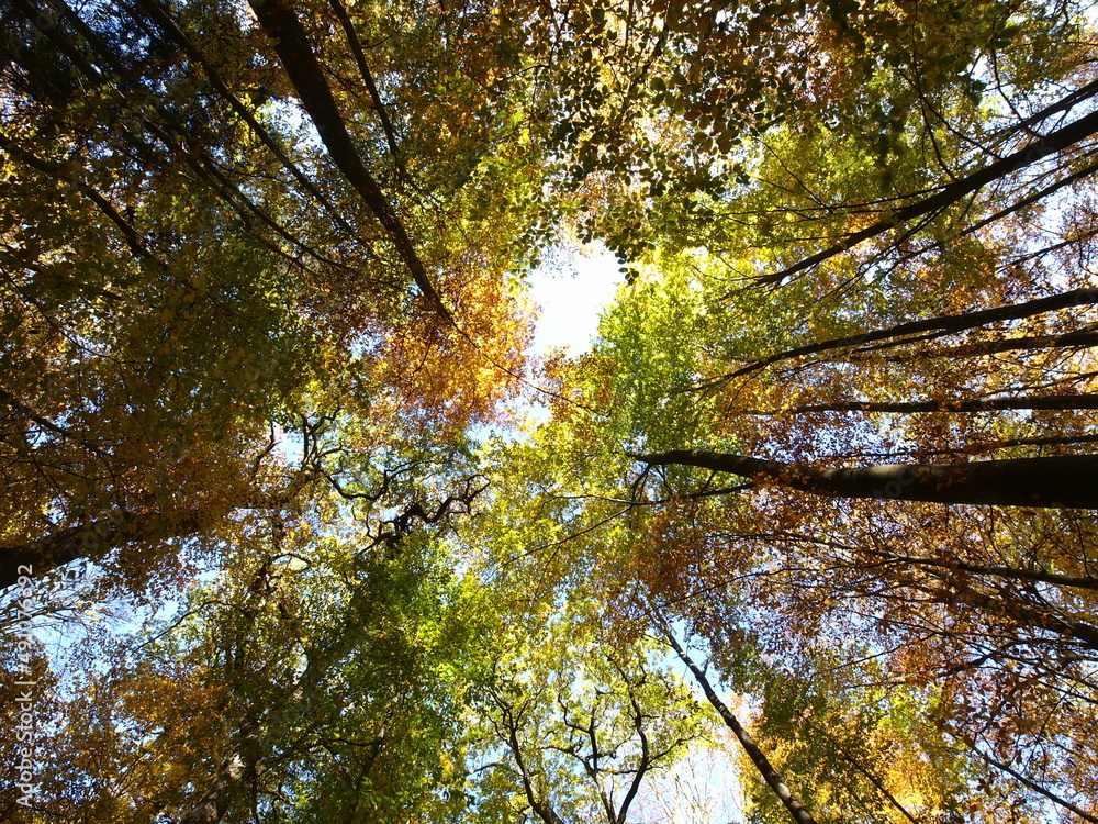 Fototapeta premium Herbstlich