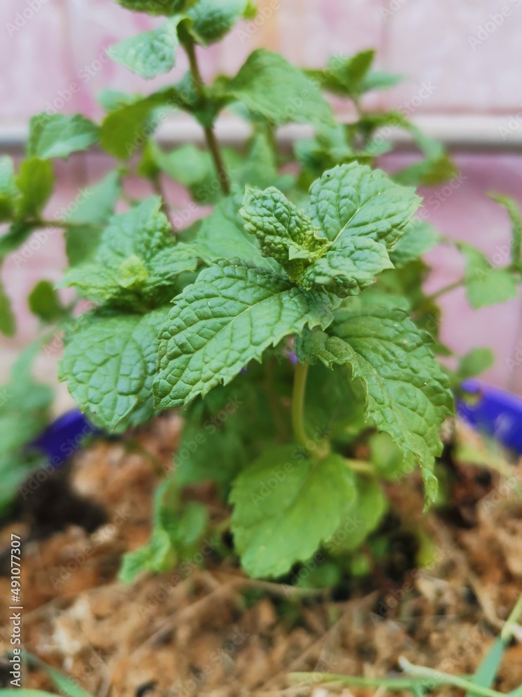 Peppermint leaves on a summer afternoon Peppermint leaves on a summer afternoon