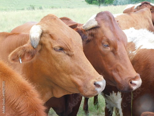 Closeup front view photograph of beautiful shiny brown horned cows with white patches. The photo was taken on a sunny hot day in Gauteng, South Africa