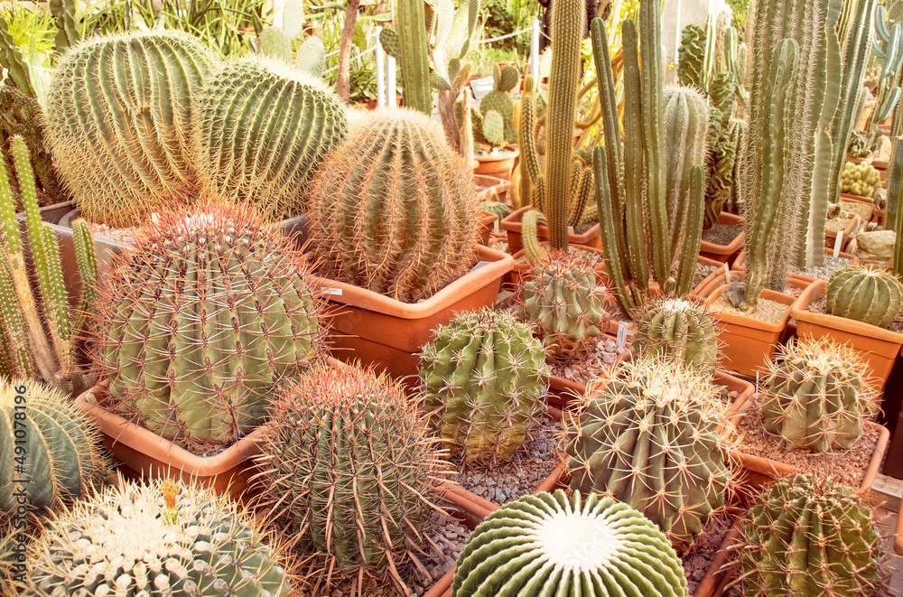 Cactus in pots in a greenhouse Cactus in pots in a greenhouse
