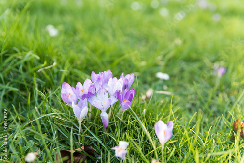 purple spring crocus blooming on grass in earlz spring