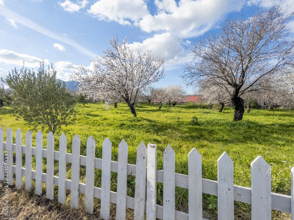 Beautiful blooming almond trees in garden behind fence in spring time on sunny day. Fruit tree blooming in orchard against blue sky. Idyllic Easter landscape photo backdrop in Datca, Mugla, Turkey