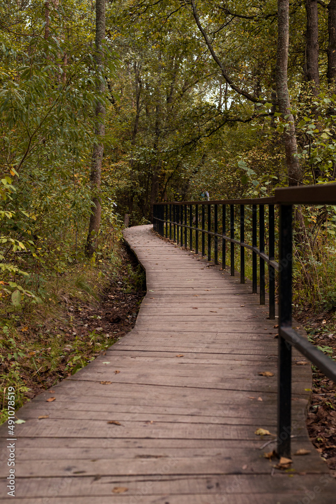 path in the forest