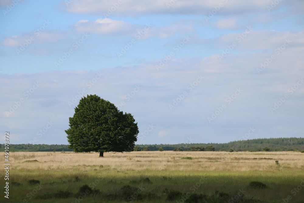 A lone tree in the field