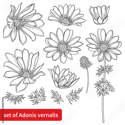 Set with outline Adonis vernalis or spring Pheasant's eye flower, bud and leaves in black isolated on white background.  photo