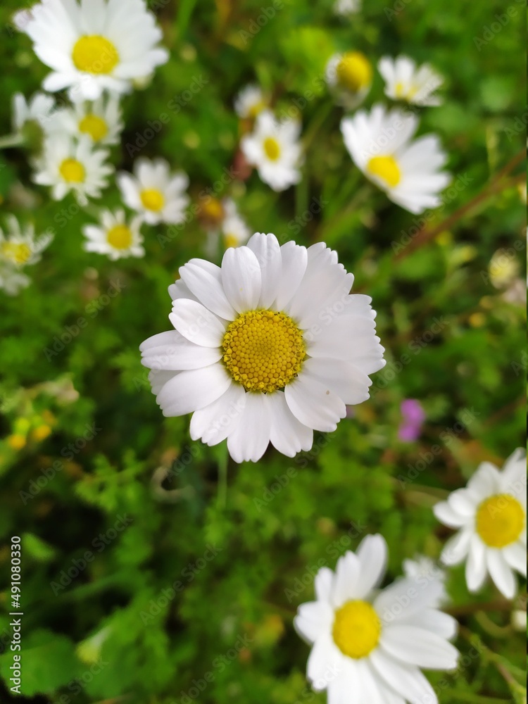 Fototapeta premium daisies in a garden