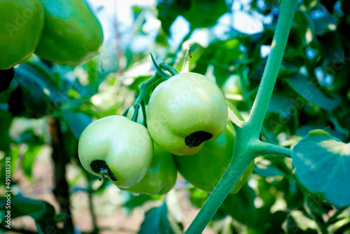 Blossom end rot in tomatoes, plant disease, abnormalities in tomatoes