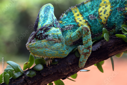 Female veiled chameleon on a tree branch