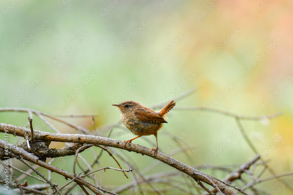Eurasian wren (Troglodytes troglodytes), a small bird with brown plumage, stands on cut branches in the forest. Eurasian wren (Troglodytes troglodytes), a small bird with brown plumage, stands on cut branches in the forest.