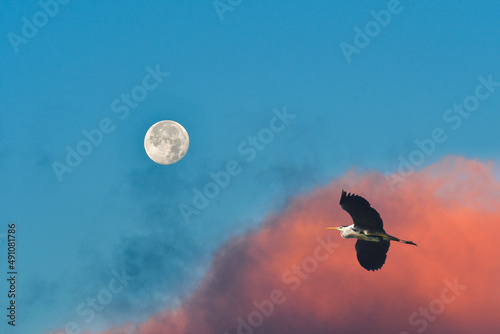 Gray Heron (Ardea cinerea), a large water bird, flies low against the backdrop of colorful clouds at sunset with a full moon.