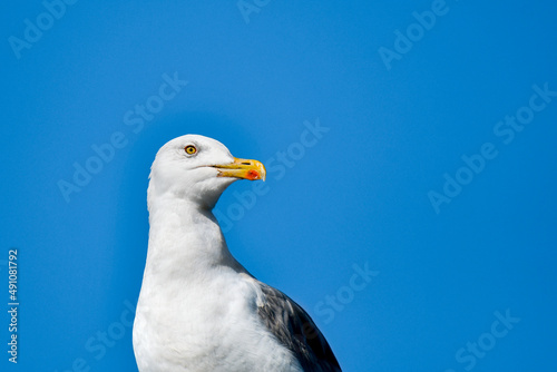 European herring gull (Larus argentatus) large water bird with white plumage and large yellow beak sitting, portrait against a blue sky, sunny day. photo