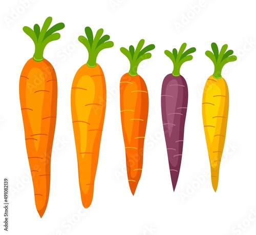 vector set of whole carrots with green top
