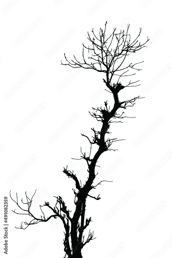 dead tree silhouette vector, tree silhouette isolated on white. dead tree silhouette vector, tree silhouette isolated on white.