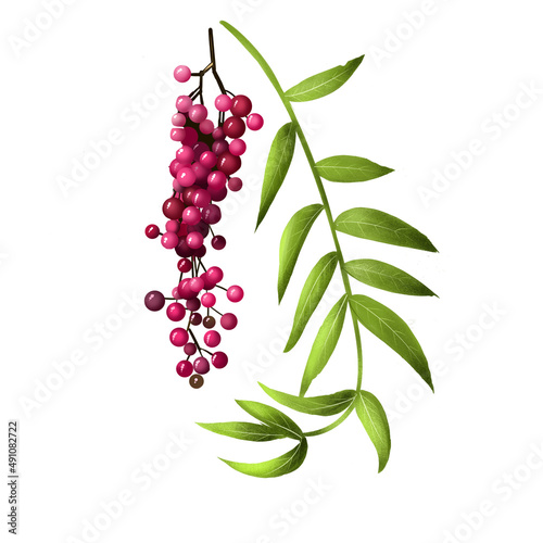 Schinus molle Peruvian pepper, American Peruvian peppertree, escobilla, false pepper, molle del Peru, pepper tree, peppercorn tree, Californian pepper tree, pirul and Peruvian mastic evergreen tree