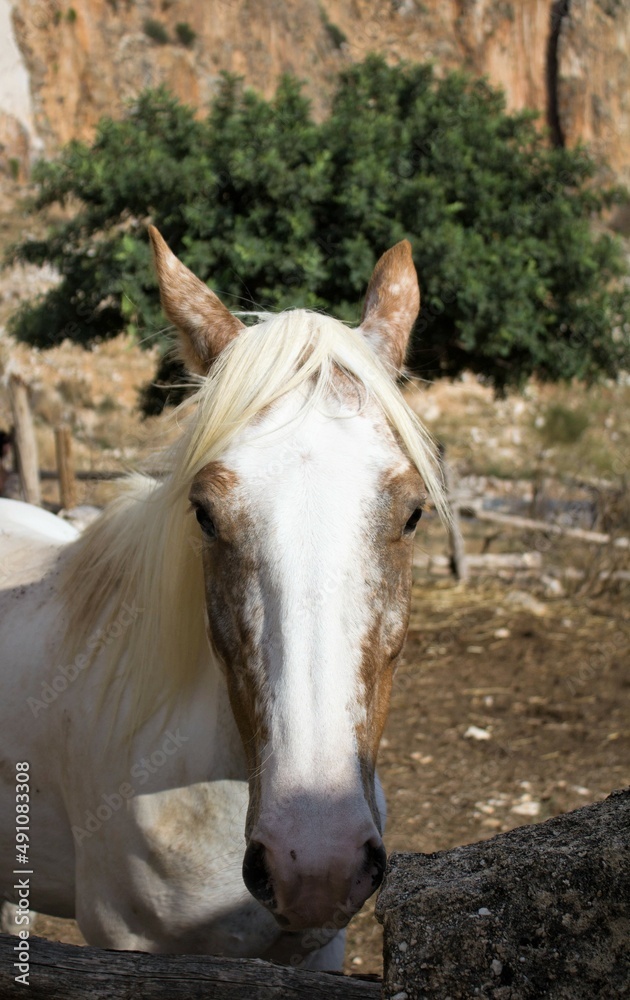 Obraz premium evocative image of a white horse in nature in Sicily 