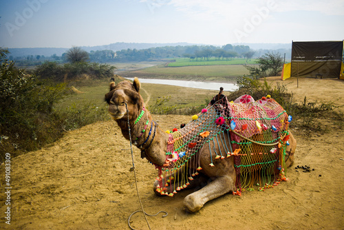 Ship of desert camel, sitting on ground. Camel ride is an attractive tourist attraction for children in desert area 