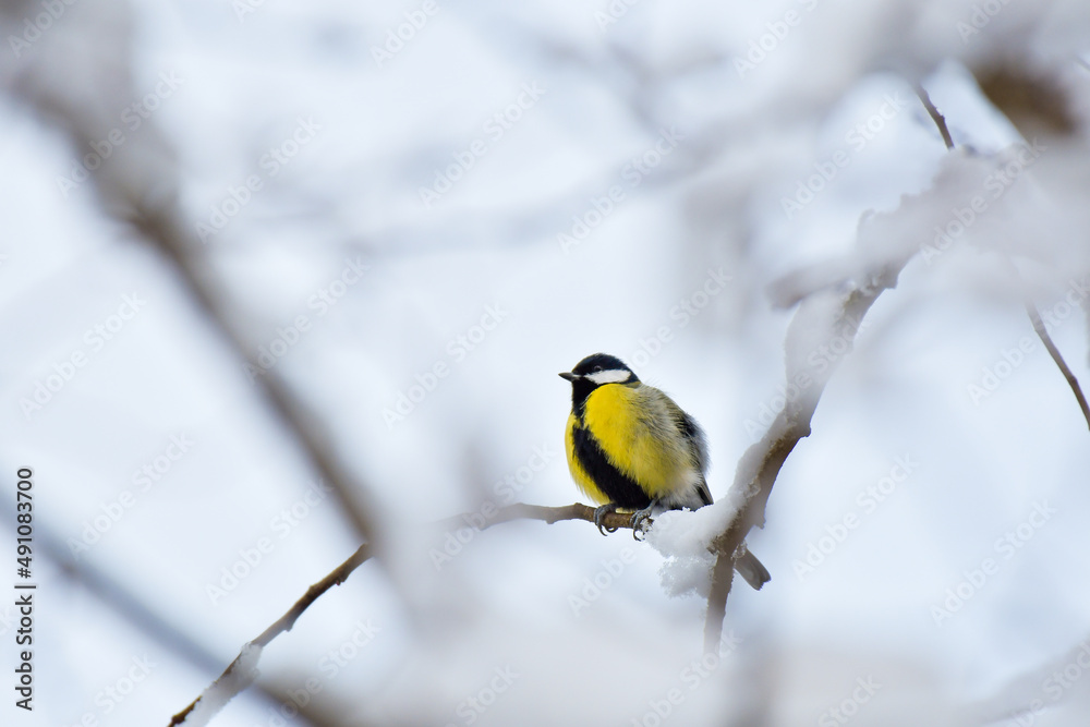 Great Tit (Parus major) is a small colorful bird sitting on a snow-covered branch in a winter day.