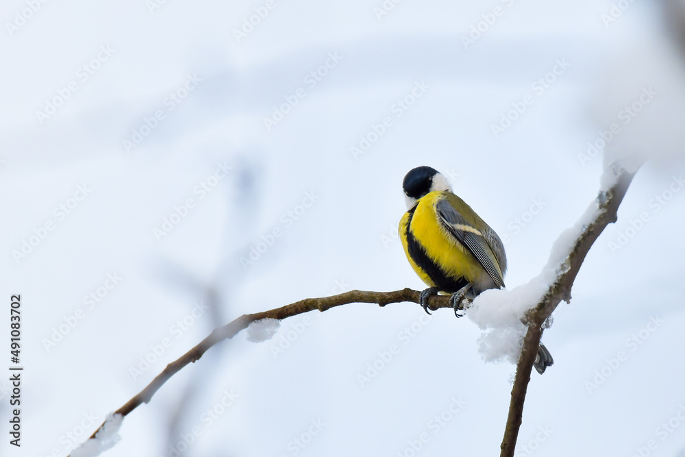Obraz premium Great Tit (Parus major) is a small colorful bird sitting on a snow-covered branch in a winter day.