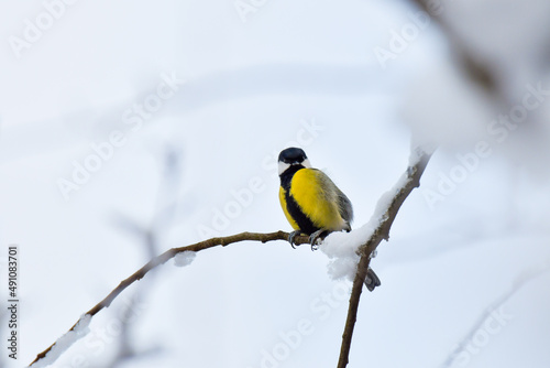 Great Tit (Parus major) is a small colorful bird sitting on a snow-covered branch in a winter day. © Castigatio