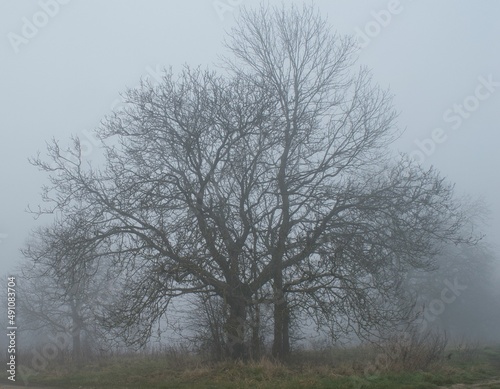 Arbre dans le brouillard © Ana - Photos