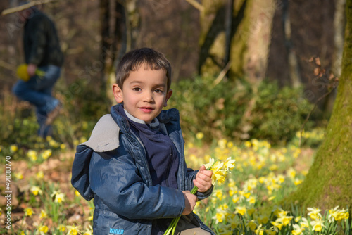 young boy picking daffodils in forest