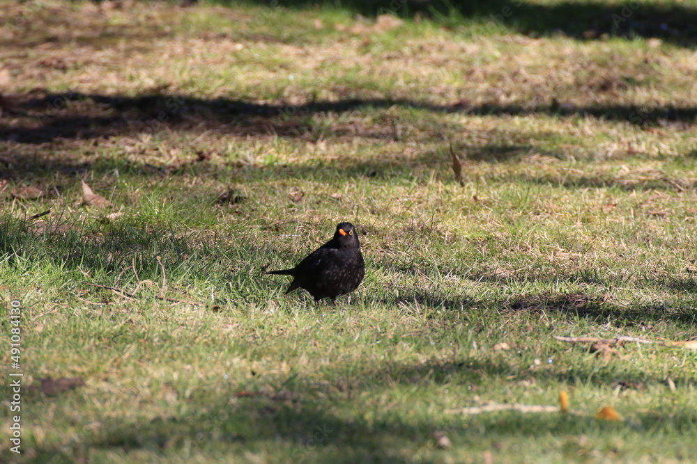 Amsel (Turdus merula) Amsel (Turdus merula)