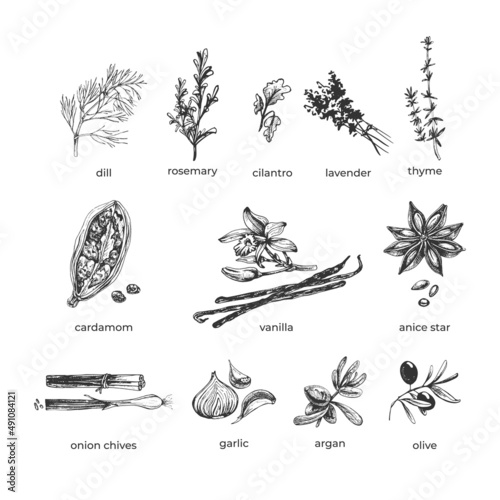 286_spice set_spice set, dill, rosemary, cilantro, lavender, thyme, cardamom, star anise, vanilla, onion, garlic, argan, olive, sprig of spicy plants, graphic illustration