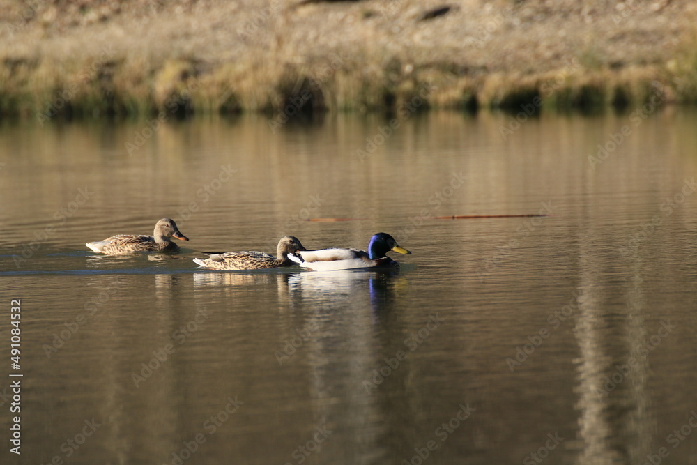 Stockente (Anas platyrhynchos) Stockente (Anas platyrhynchos)