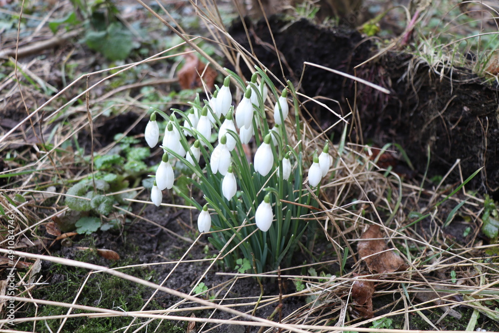 snowdrops, early spring flowers, first spring flowers snowdrops, early spring flowers, first spring flowers
