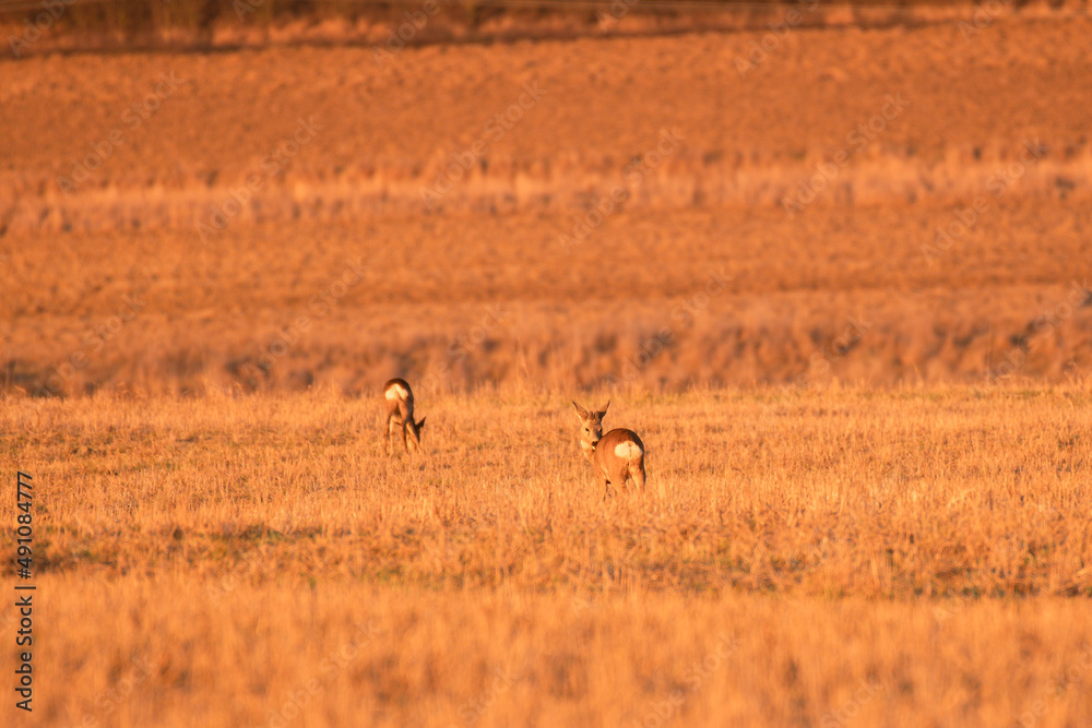 Roe deer graze in the field, one animal listens and looks for threats. Roe deer graze in the field, one animal listens and looks for threats.