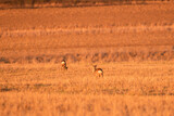 Roe deer graze in the field, one animal listens and looks for threats.