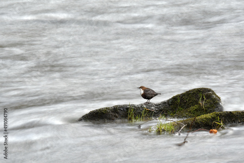 Throated dipper (Cinclus cinclus) a small brown white-bellied water bird, standing on a rock protruding from the river, waiting for the fish to pass by.