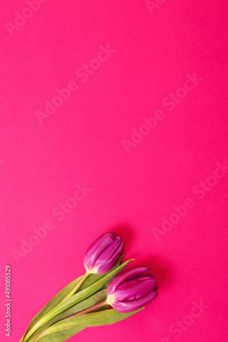 Fototapeta Naklejka Na Ścianę i Meble -  two purple tulips on pink background