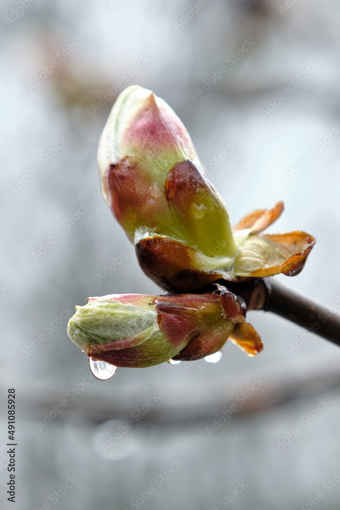 Chestnut Buds in the Rain. Horse chestnut tree buds. Chestnut Buds in the Rain. Horse chestnut tree buds.